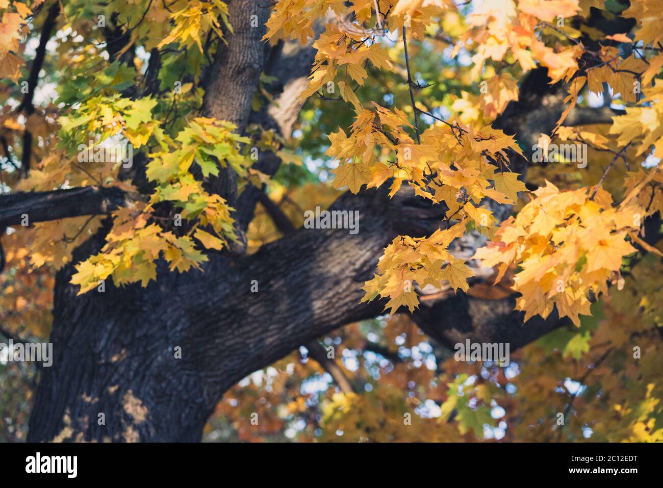 Autumn orange vivid mapple tree leaves with the blue sky background ...
