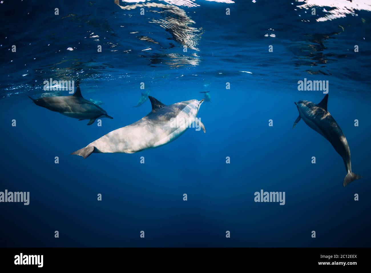 Spinner dolphins swimming underwater in ocean. Dolphins family Stock Photo