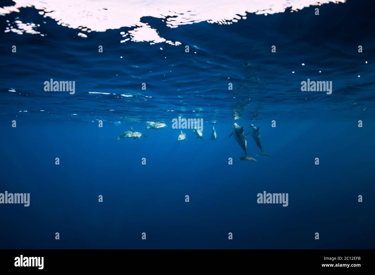 Spinner dolphins underwater in blue ocean. Dolphins family Stock Photo