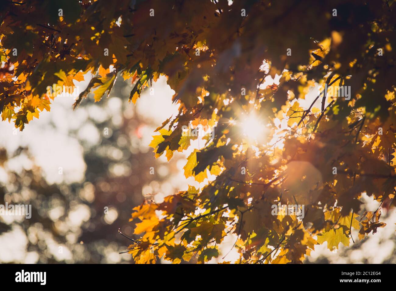 Autumn orange vivid mapple tree leaves with the blue sky background ...