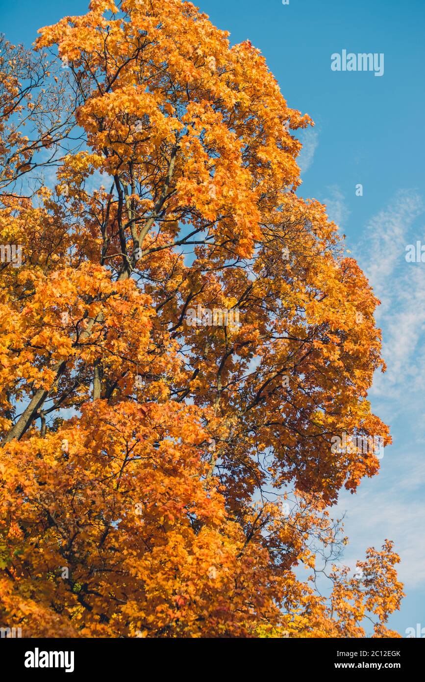 Autumn orange vivid mapple tree leaves with the blue sky background Stock Photo