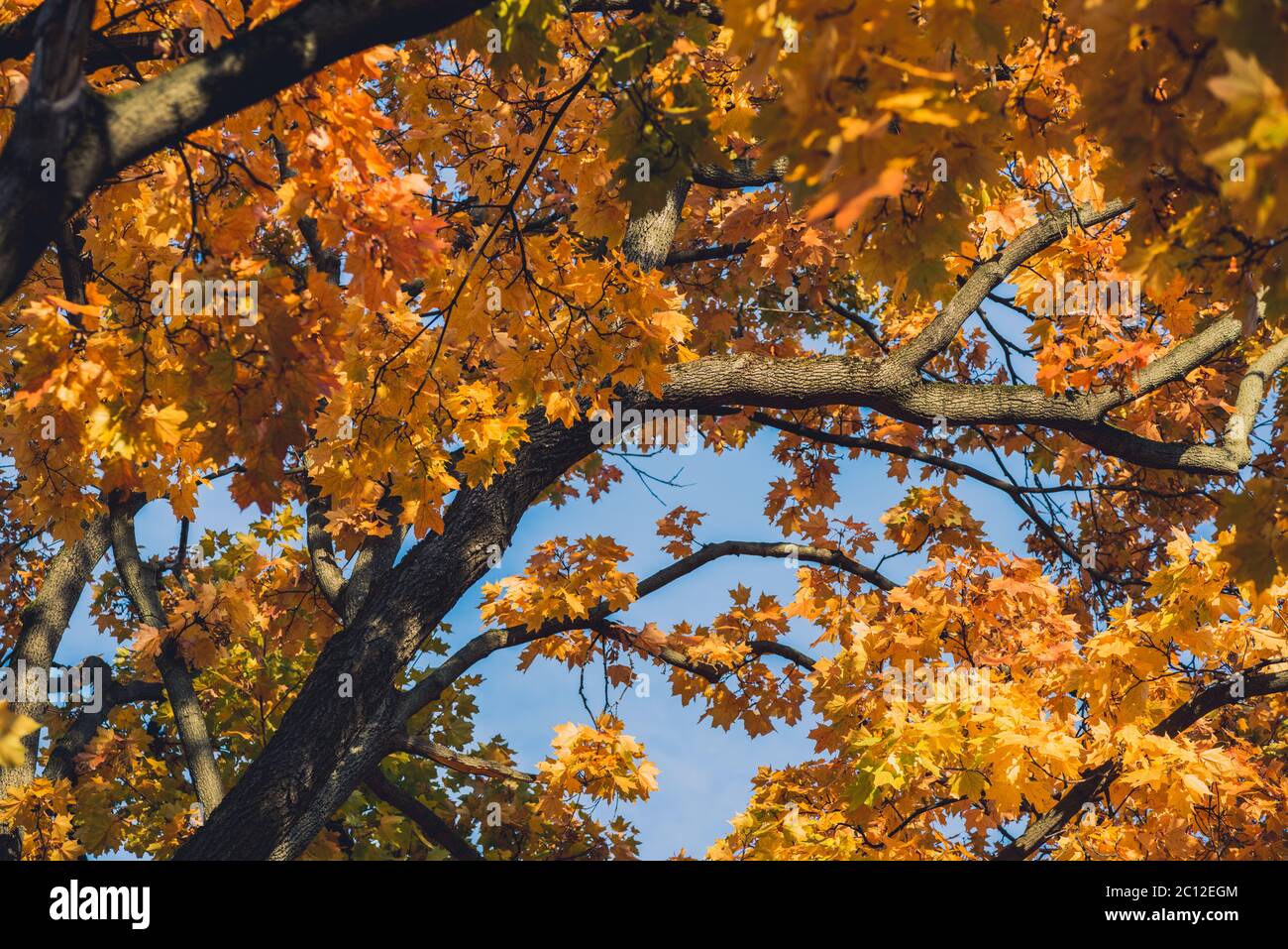 Autumn orange vivid mapple tree leaves with the blue sky background Stock Photo