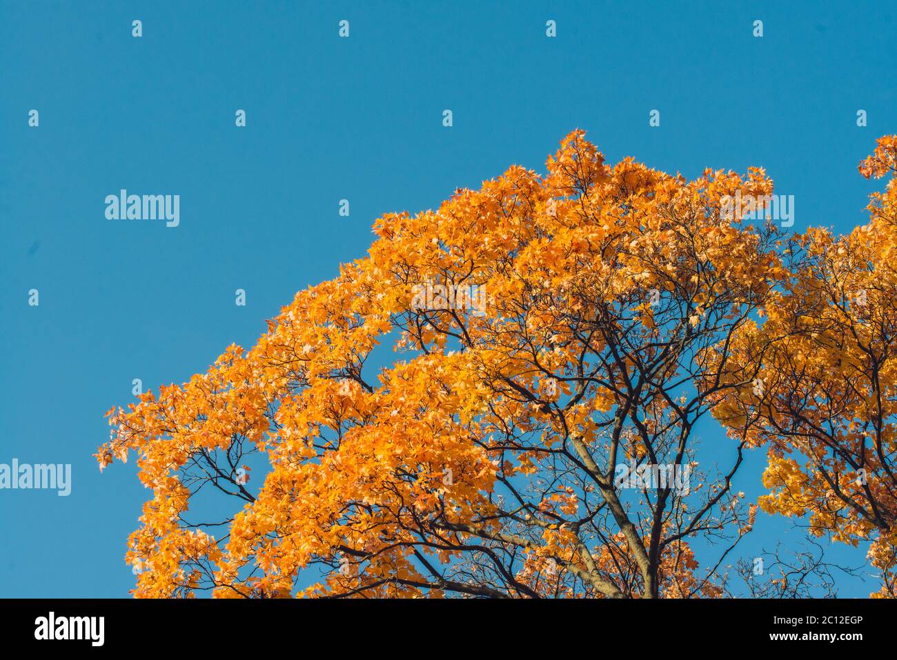 Autumn orange vivid mapple tree leaves with the blue sky background ...