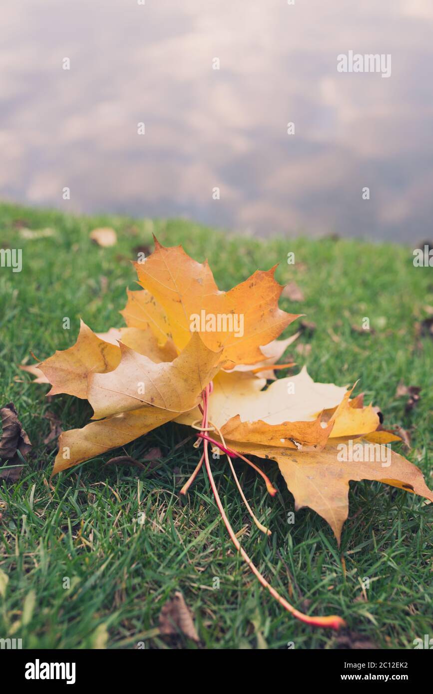 Group of Colorful autumn leaves laying on the grass via water background with copyspace for your text Stock Photo