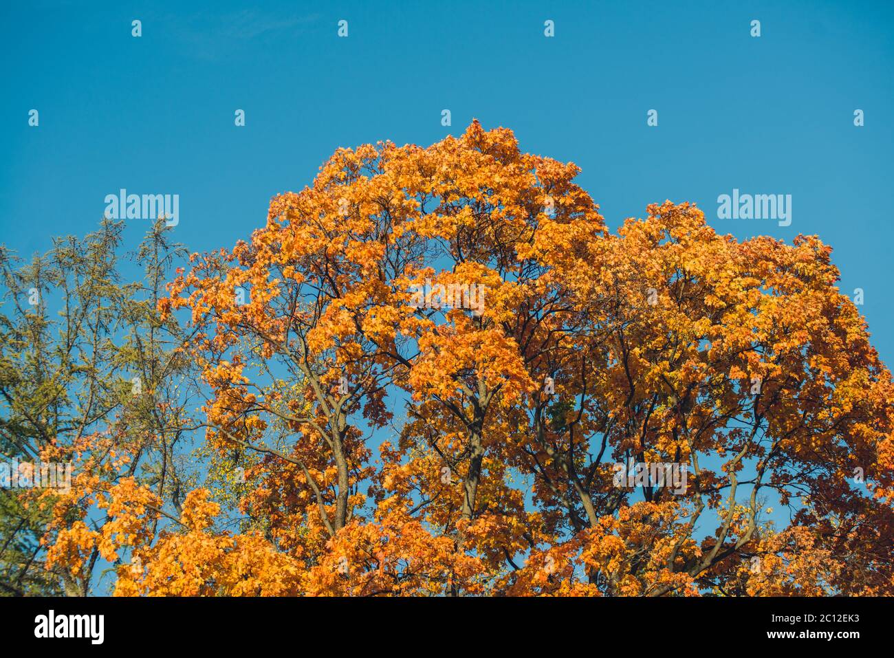 Autumn orange vivid mapple tree leaves with the blue sky background ...