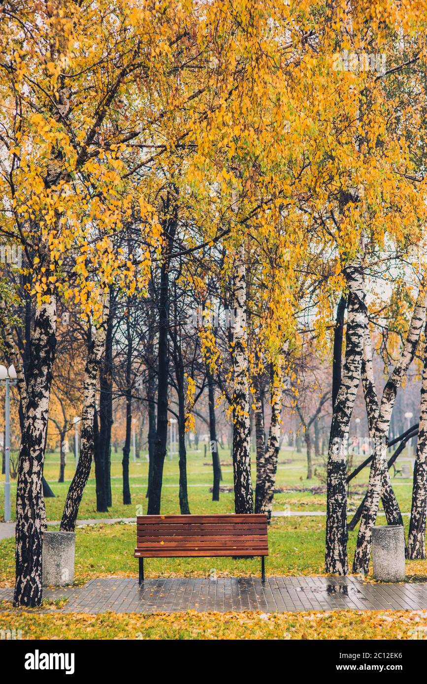 Autumn yellow tree birch grove among orange grass in the park with bench Stock Photo