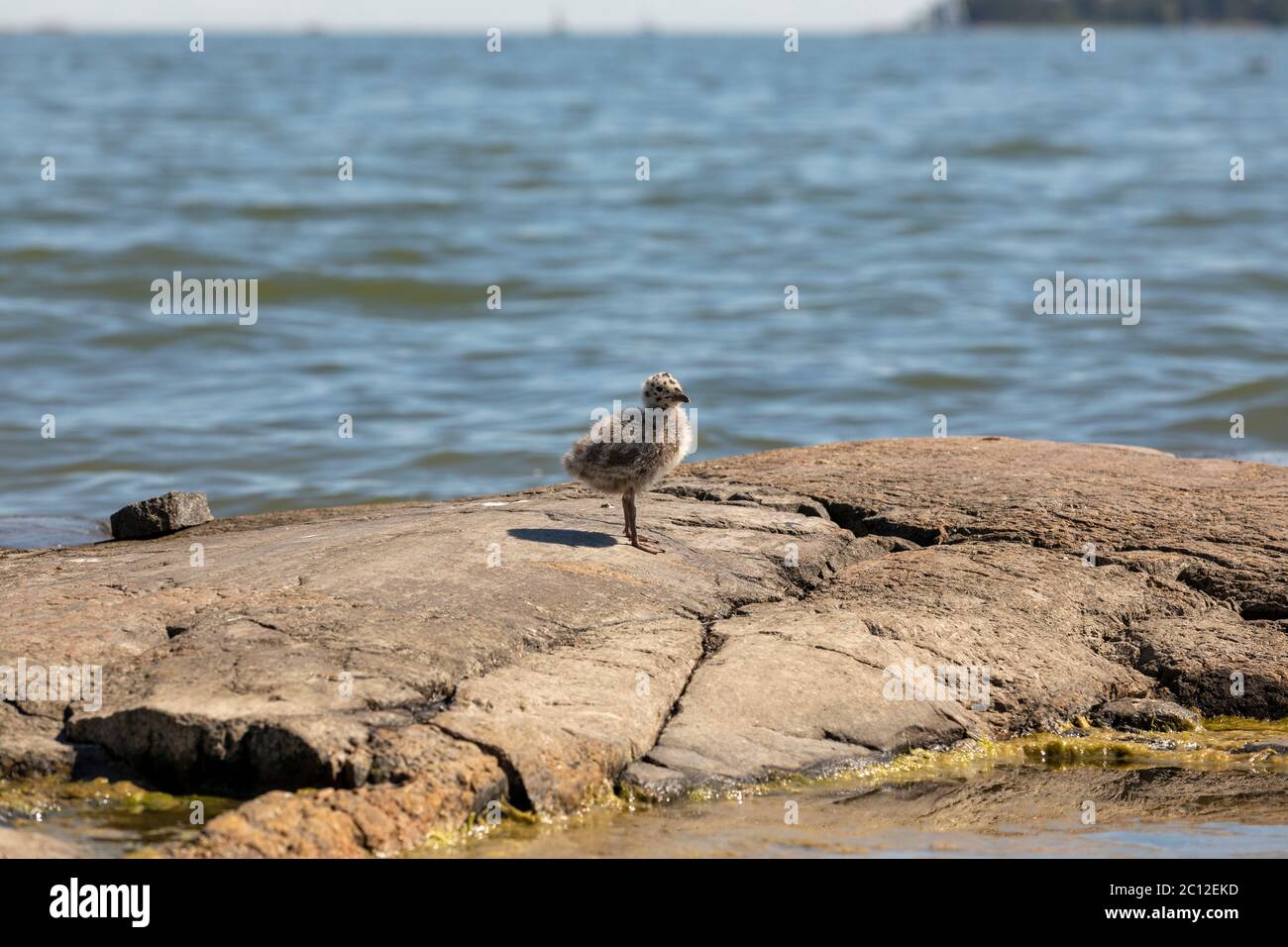 One seagull nestling standing on granite rock in Finland Stock Photo