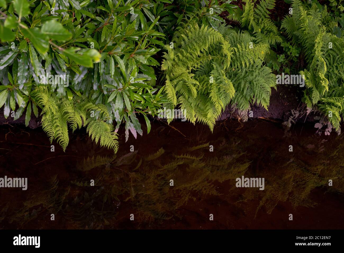 Palm leaf ferns hi-res stock photography and images - Alamy