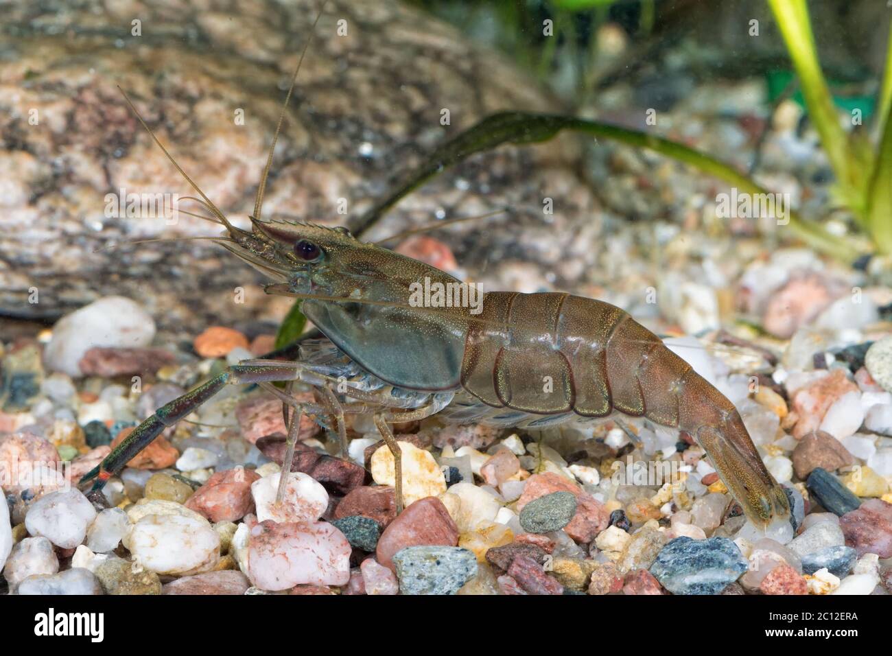 Portrait of freshwater shrimp (Macrobrachium asperulum) Stock Photo