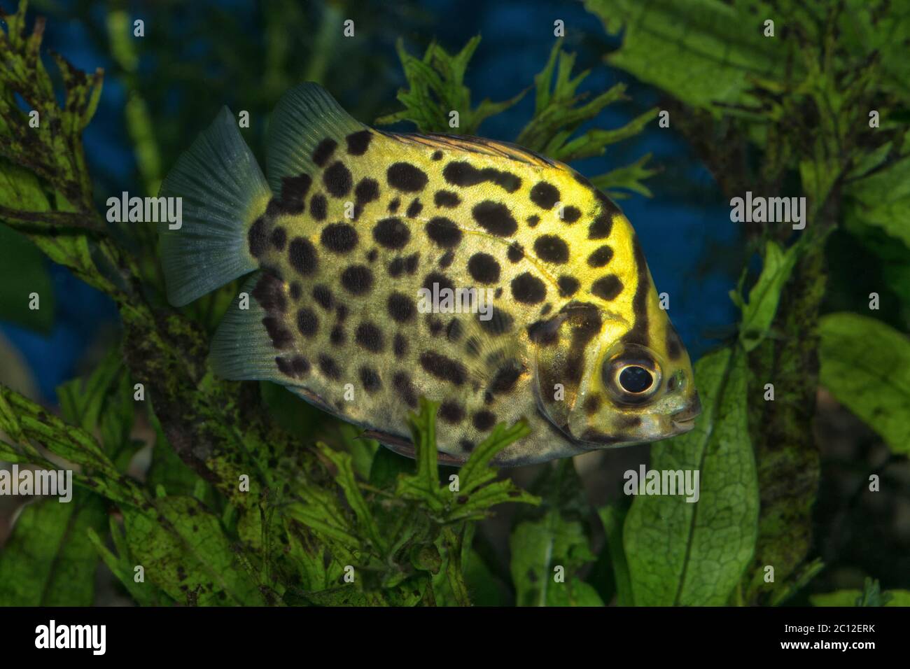Portrait (Scatophagus argus) fish in aquarium Stock Photo