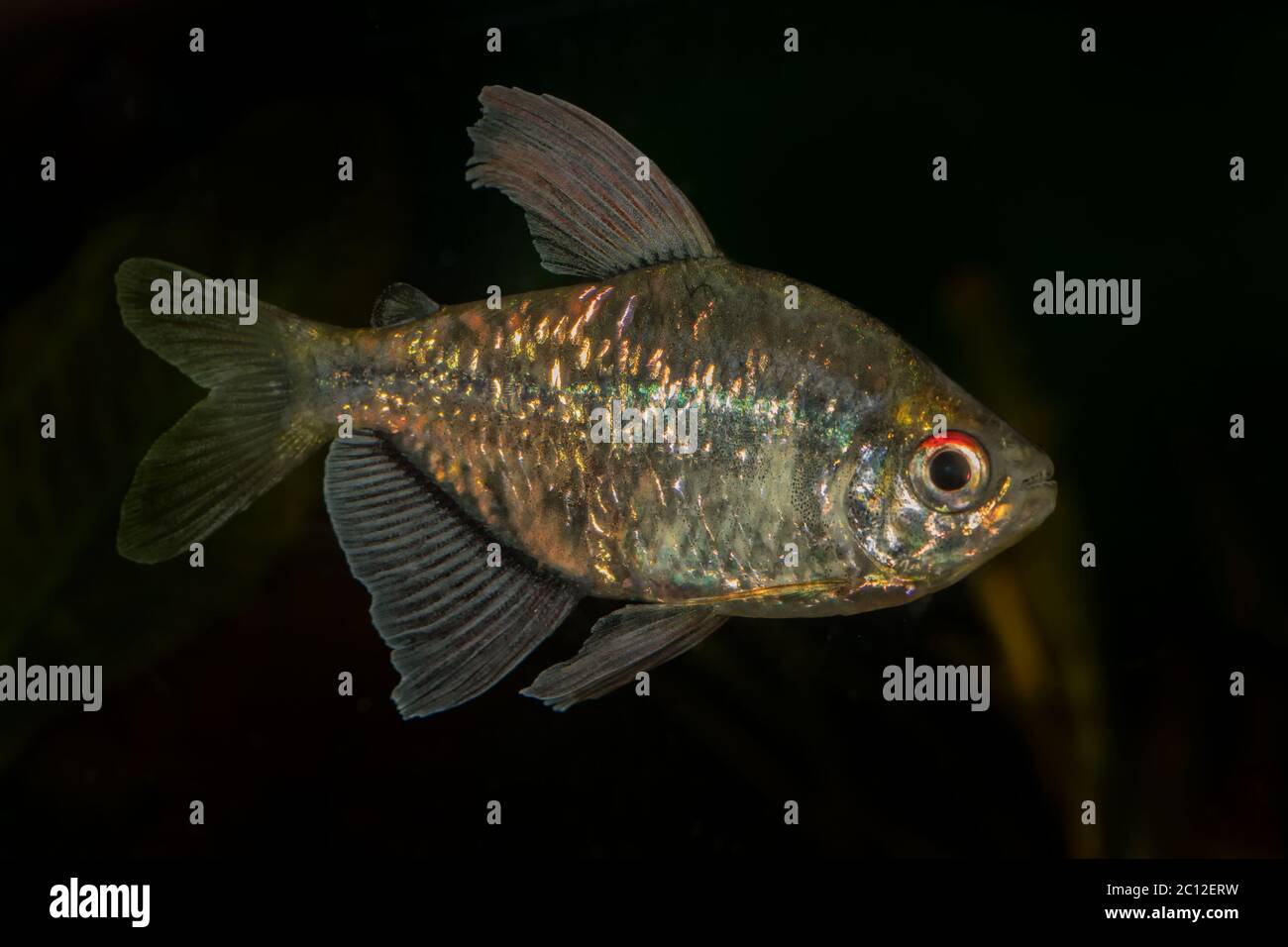 Portrait of tetra fish (Moenkhausia pittieri) in aquarium Stock Photo