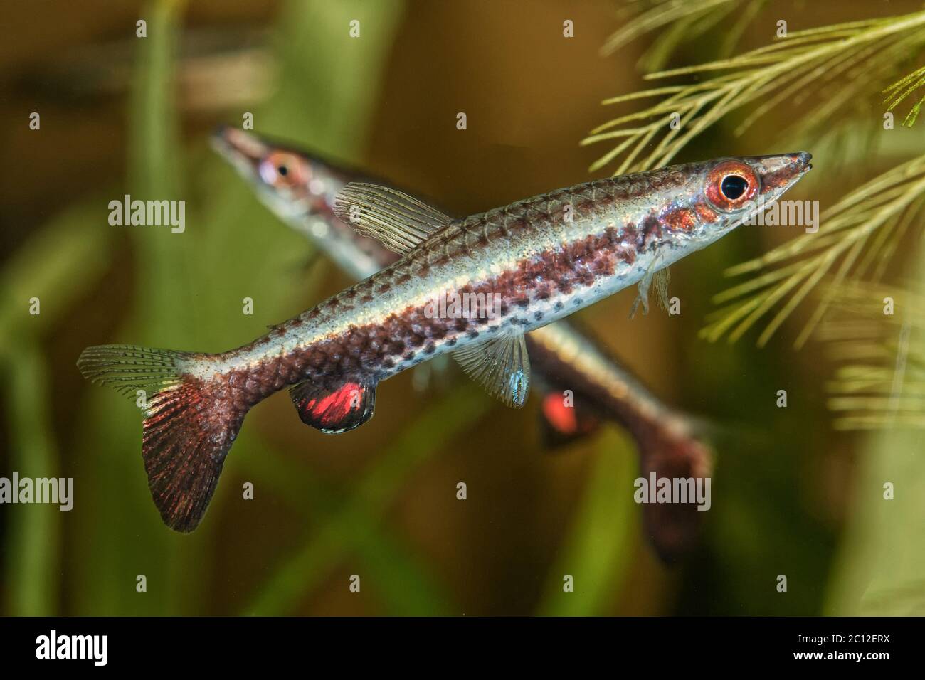 Portrait of pencil fish (Nannostomus eques) in aquarium Stock Photo