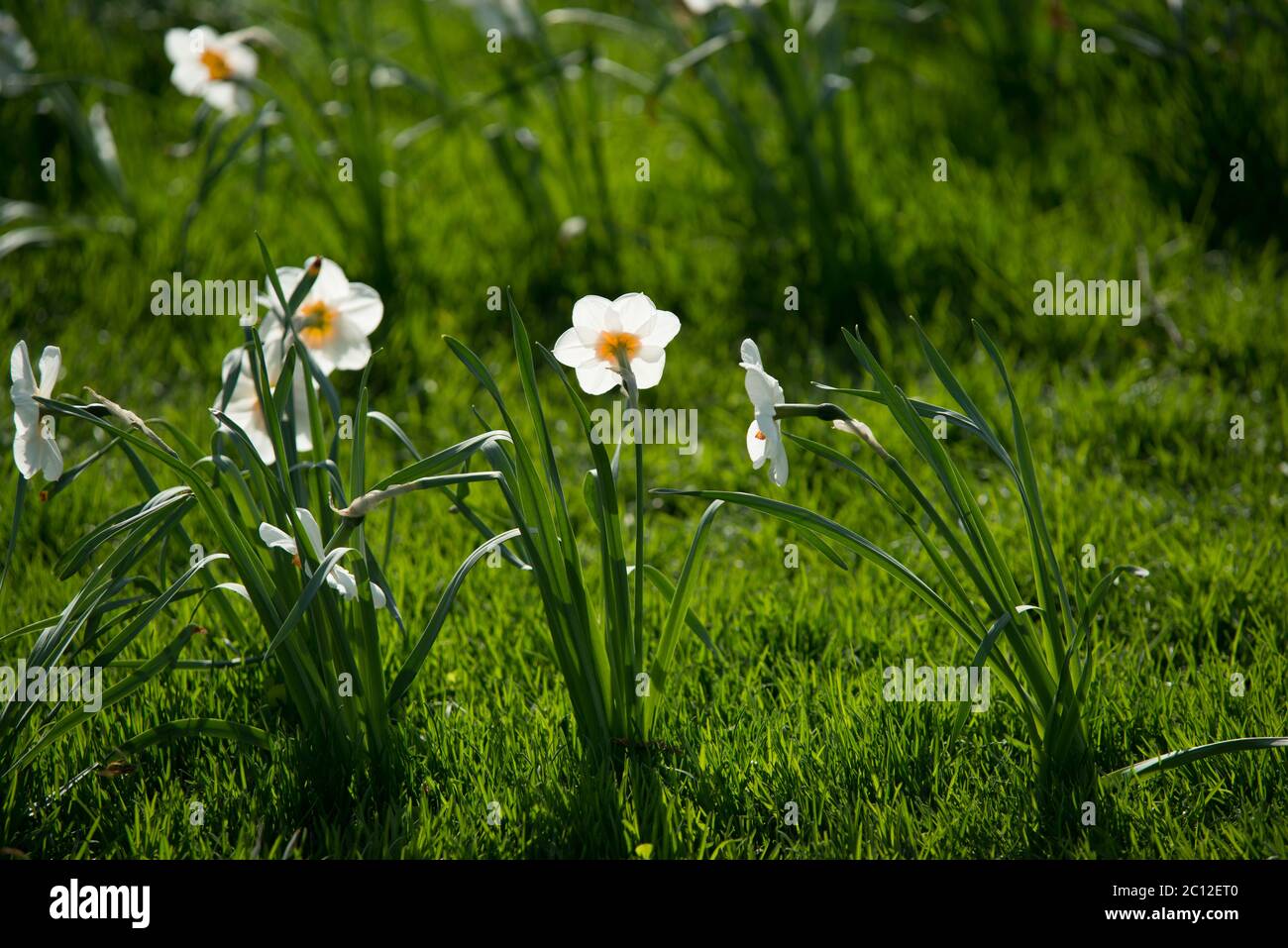 daffodils flowers on the grass lawn. Sunny day Stock Photo