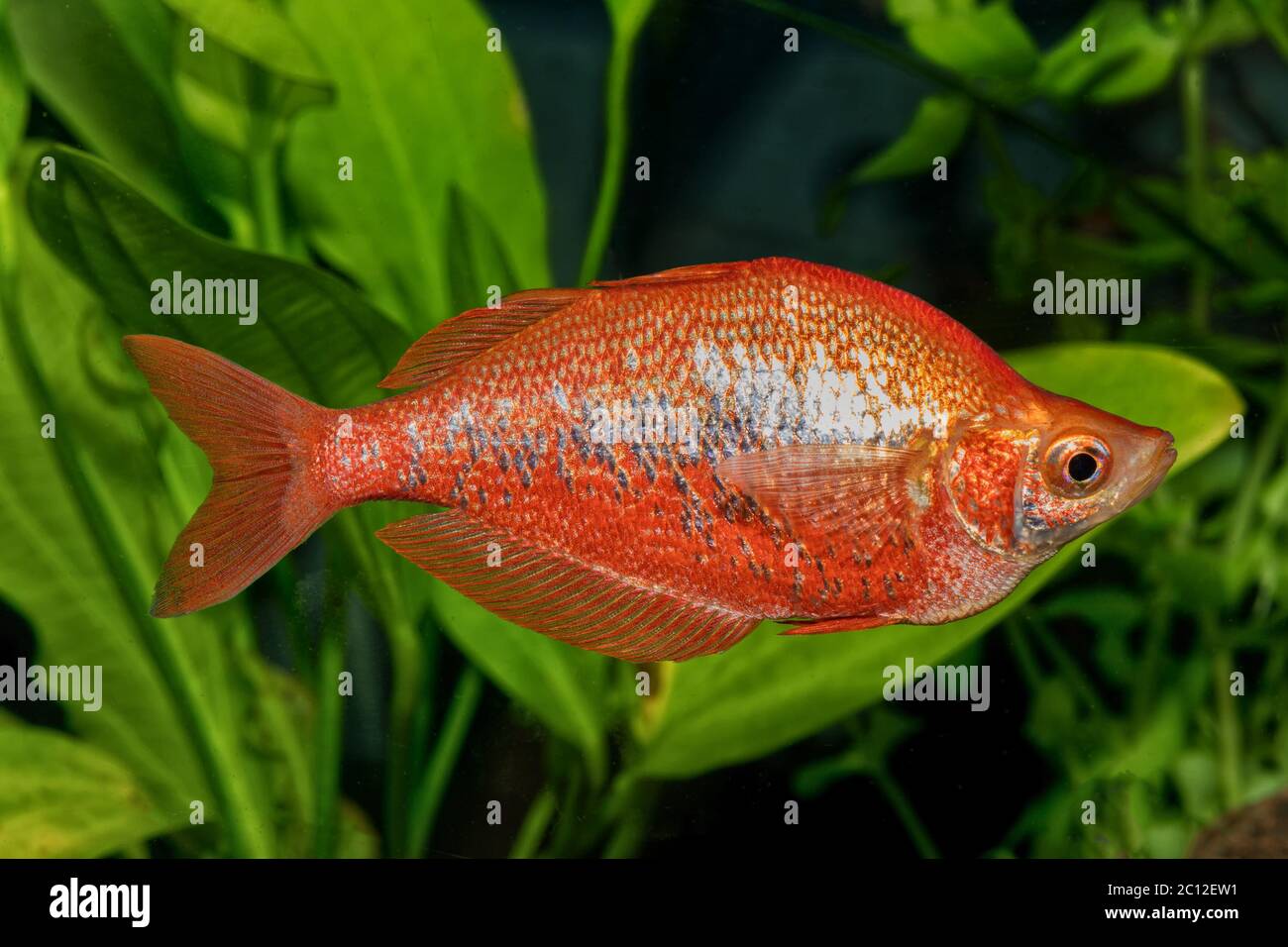 Portrait of rainbow fish (Glossolepis incisus) in aquarium Stock Photo