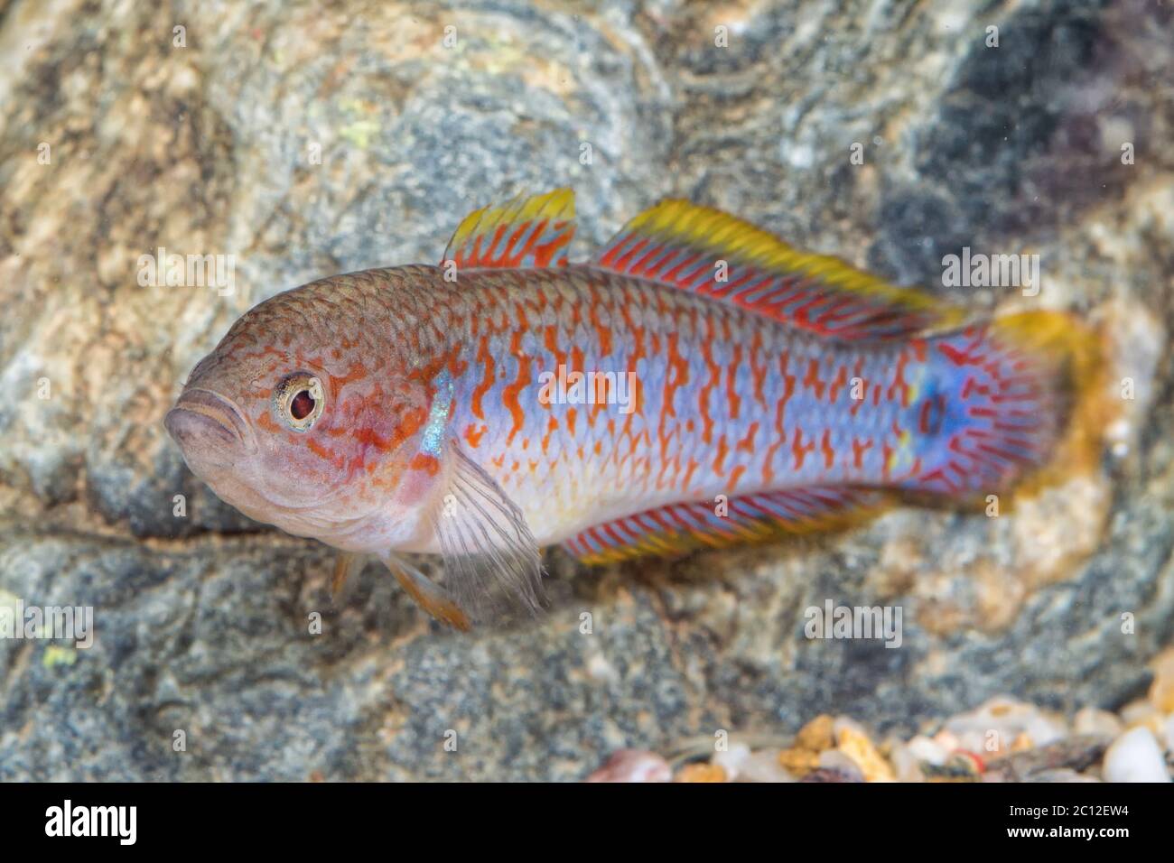 Portrait of gobiid fish (Tateurndina ocellicauda) in aquarium Stock Photo