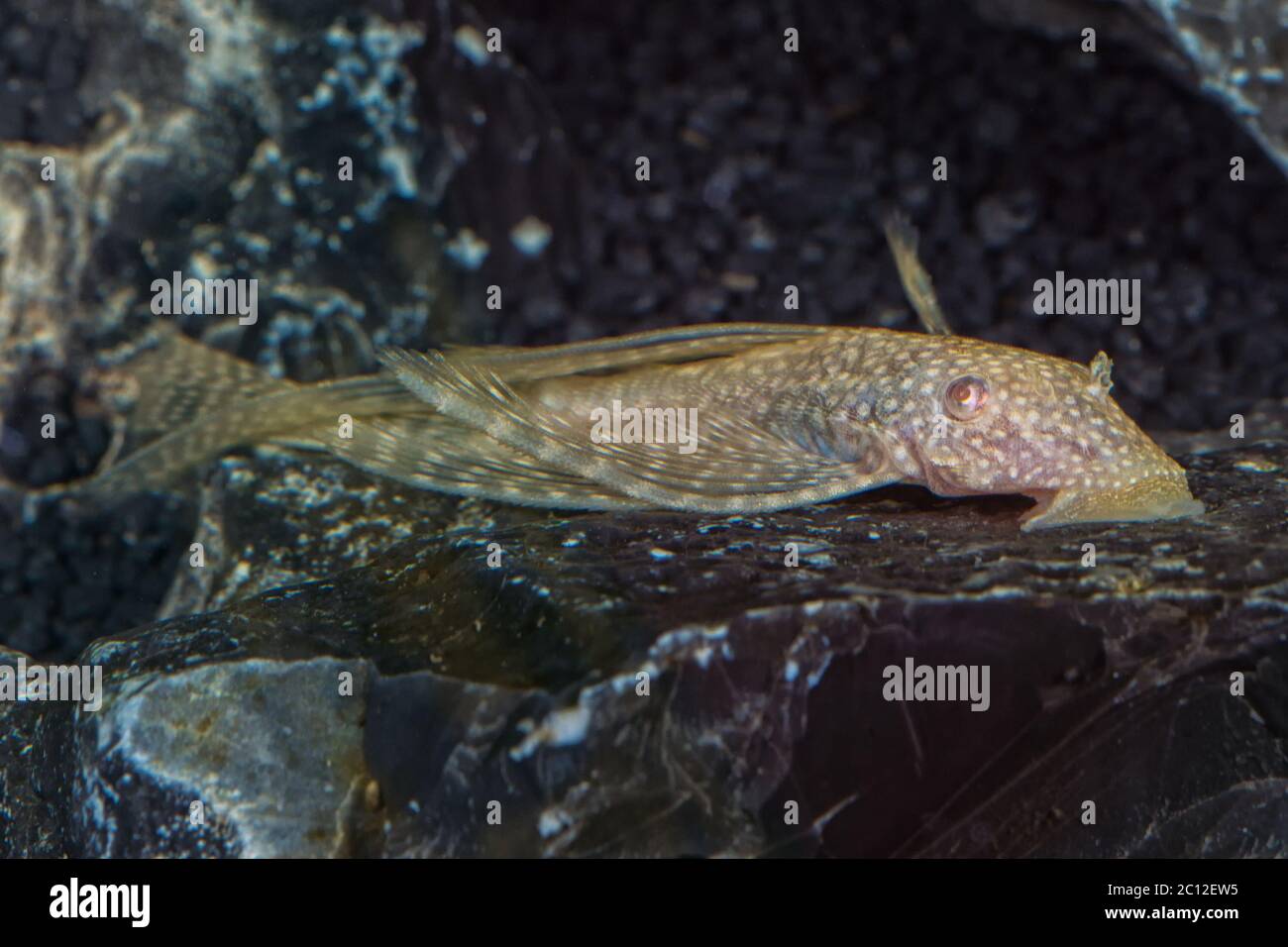 Portrait of catfish (Ancistrus sp.) in aquarium Stock Photo