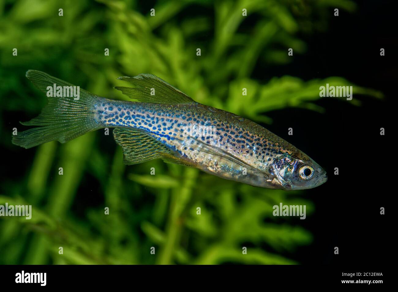 Portrait of barb fish (Danio rerio Danio frankei) in aquarium Stock Photo