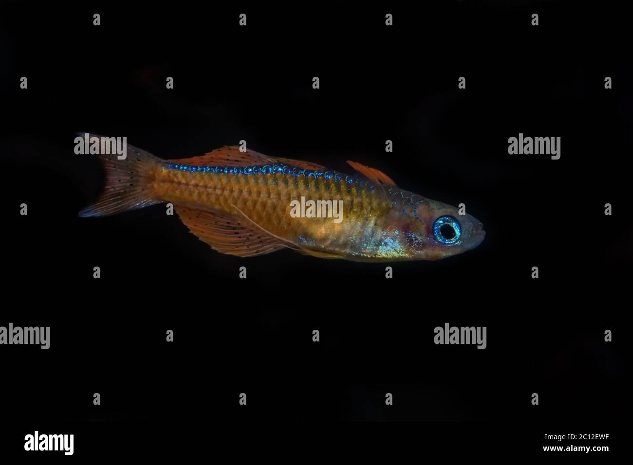 Portrait of blue-eye fish (Pseudomugil luminatus) in aquarium Stock Photo