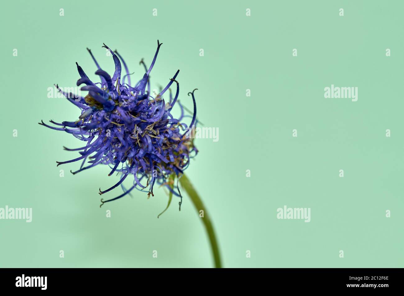 Flower of the black rampion Phyteuma nigrum , a plant in the Alps in ...