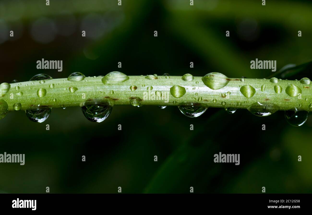 Water droplets on plant stem Stock Photo - Alamy