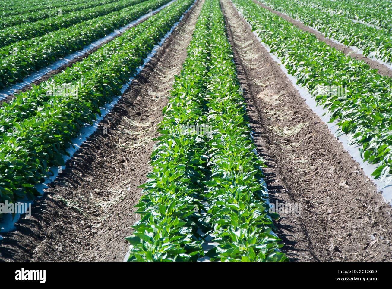 Agricultural Plants Growing in Field Stock Photo Alamy