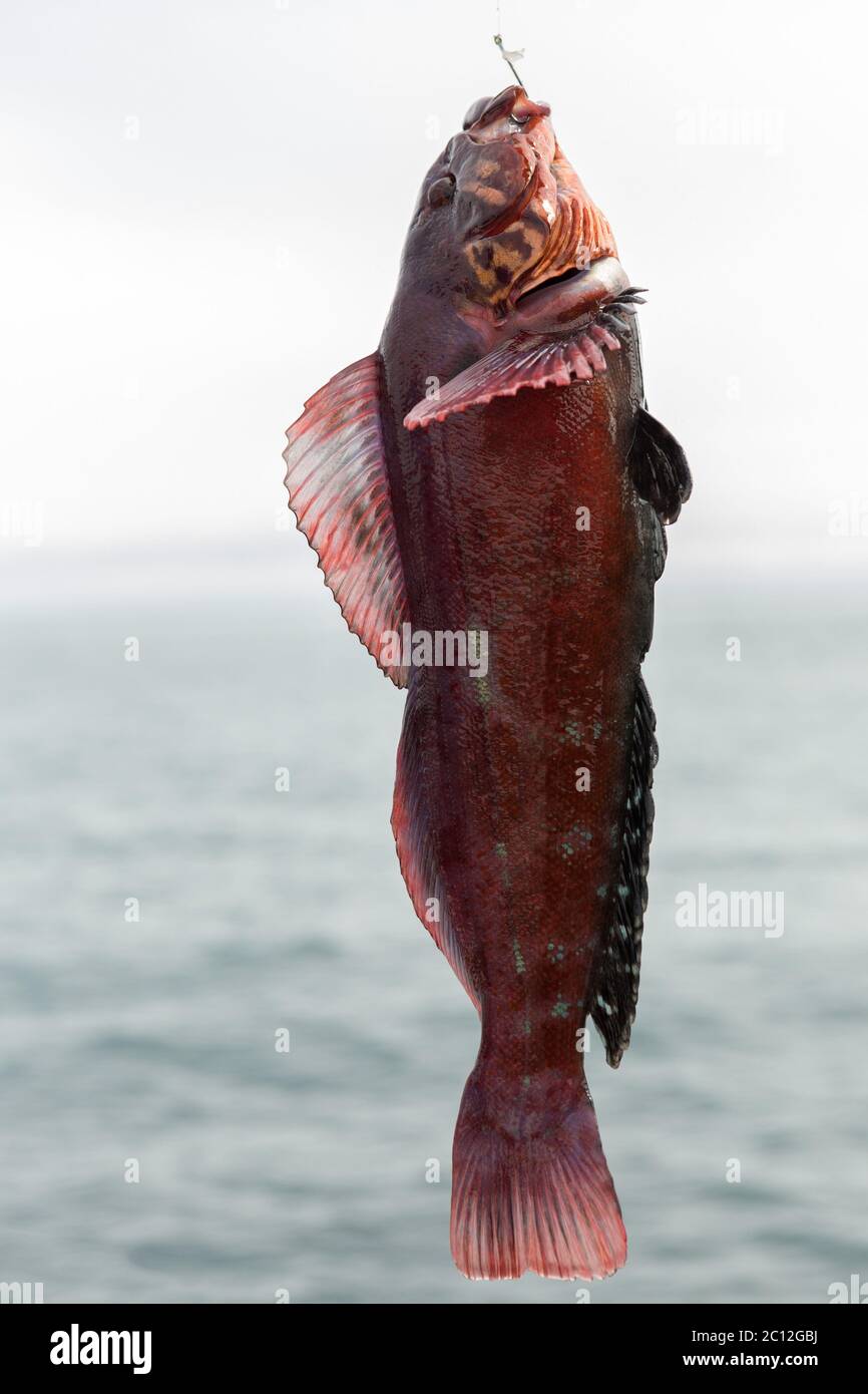 Halibut fish hook hi-res stock photography and images - Alamy