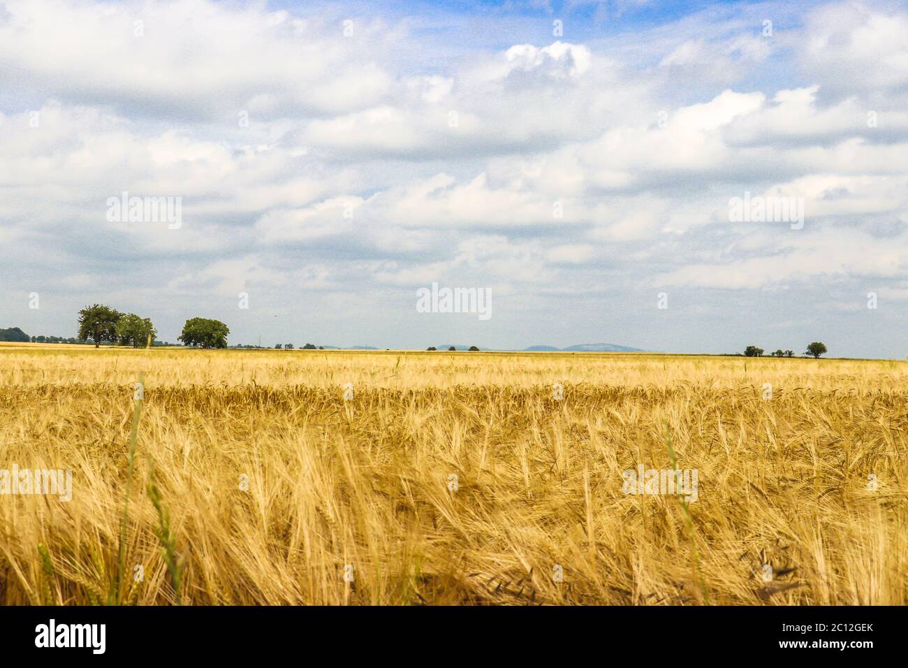 Field with golden grain on a beautiful sunny summer day in Upper Austria Stock Photo