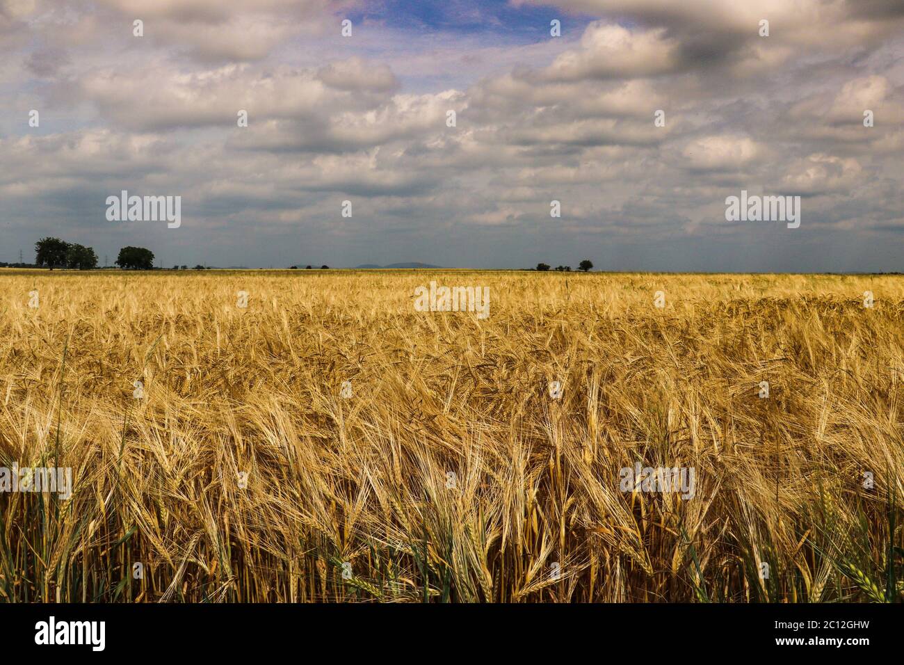 Field with golden grain on a cloudy day before a storm in Austria Stock Photo