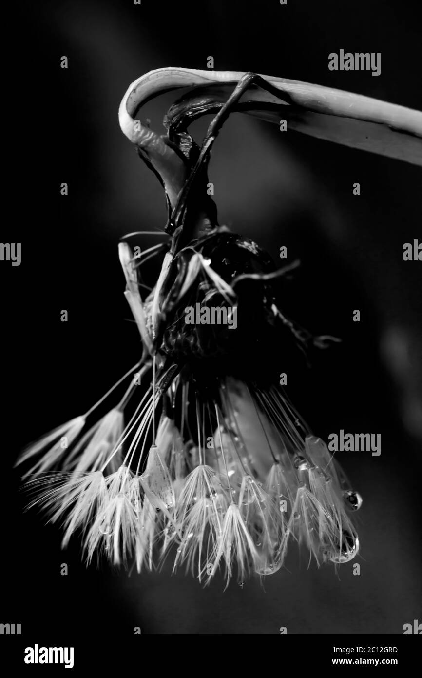 Black and white photo of bent dandelion stem Stock Photo - Alamy
