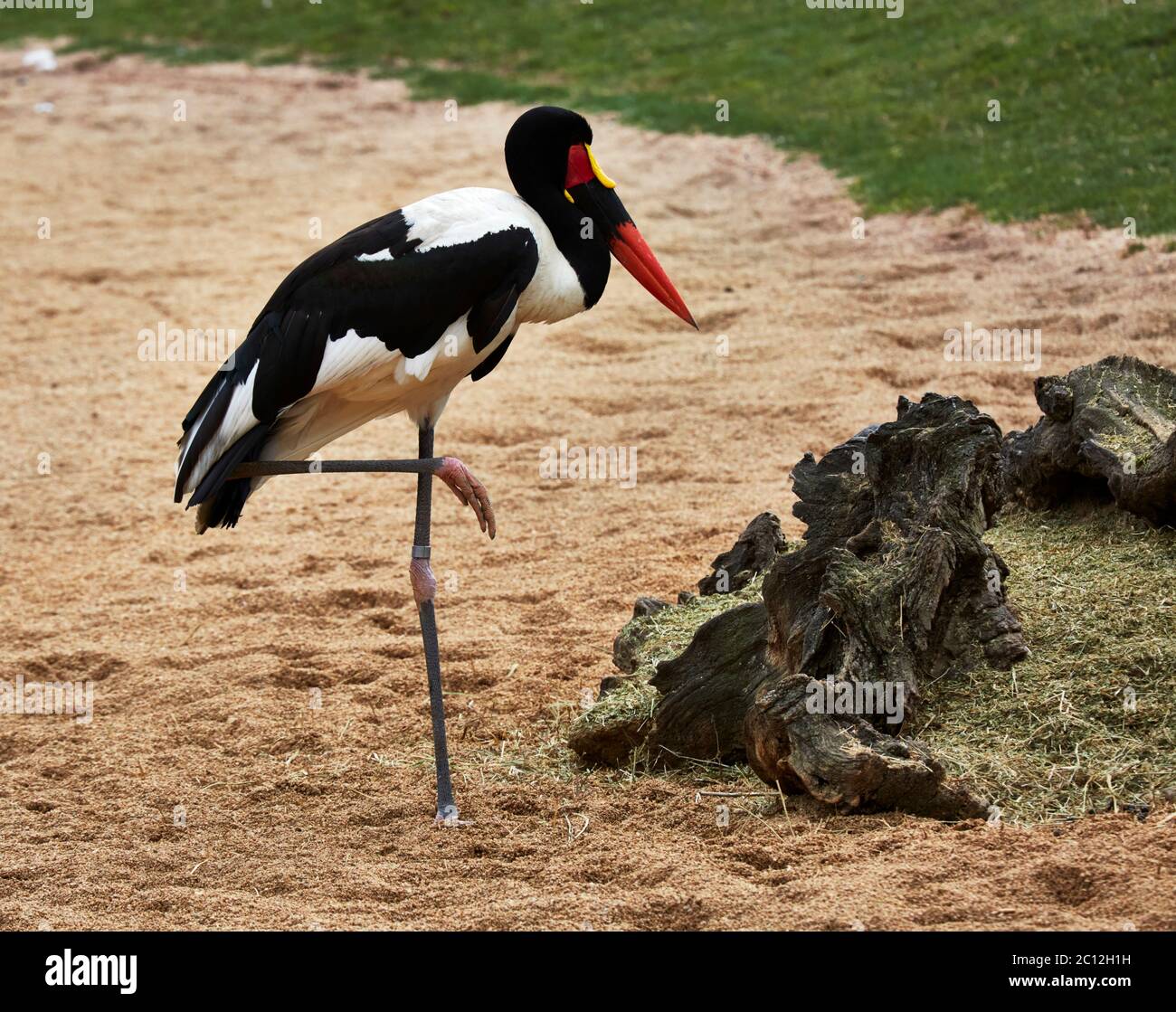 saddle-billed stork (Ephippiorhynchus senegalensis) Stock Photo