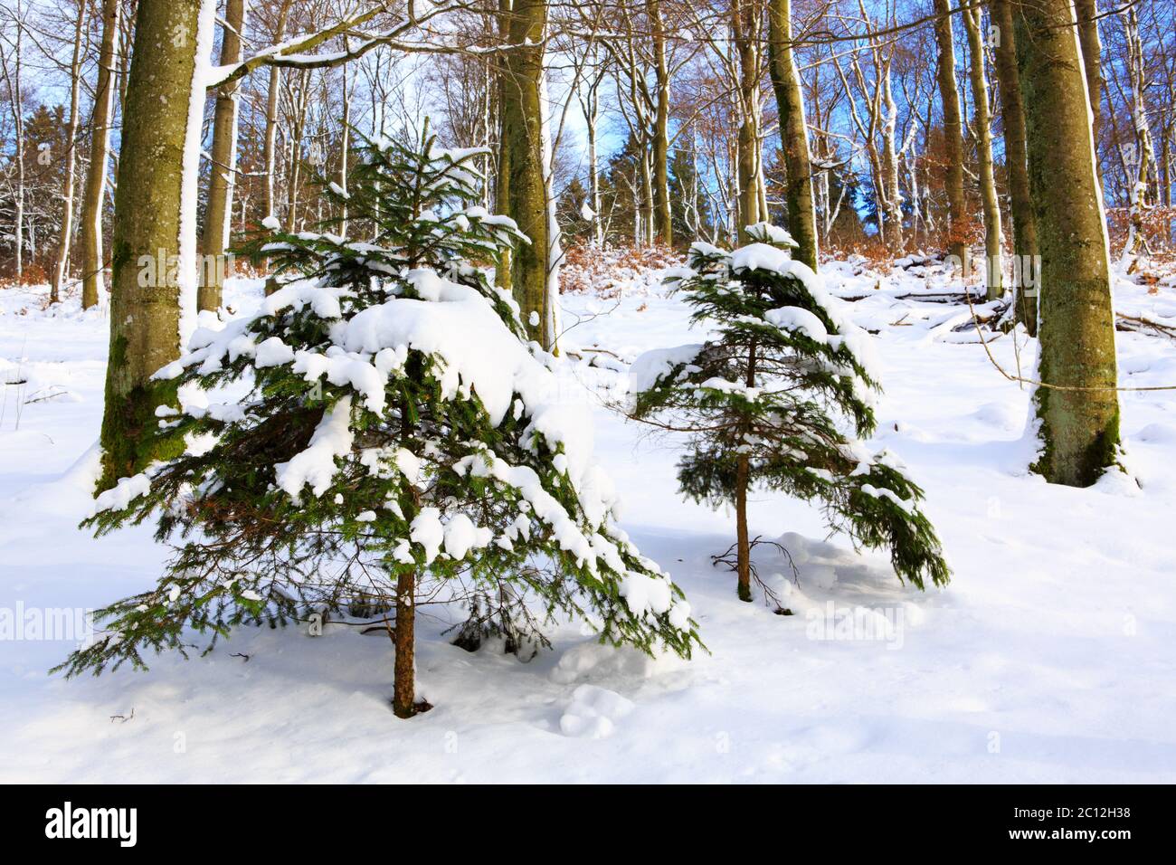 Christmas background with two snowy fir trees Stock Photo - Alamy