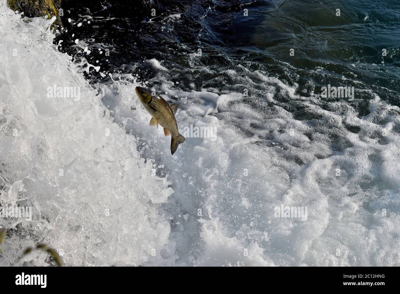 Fish is jumping against the waterfall at the rhine falls in Schaffhausen Switzerland Stock Photo