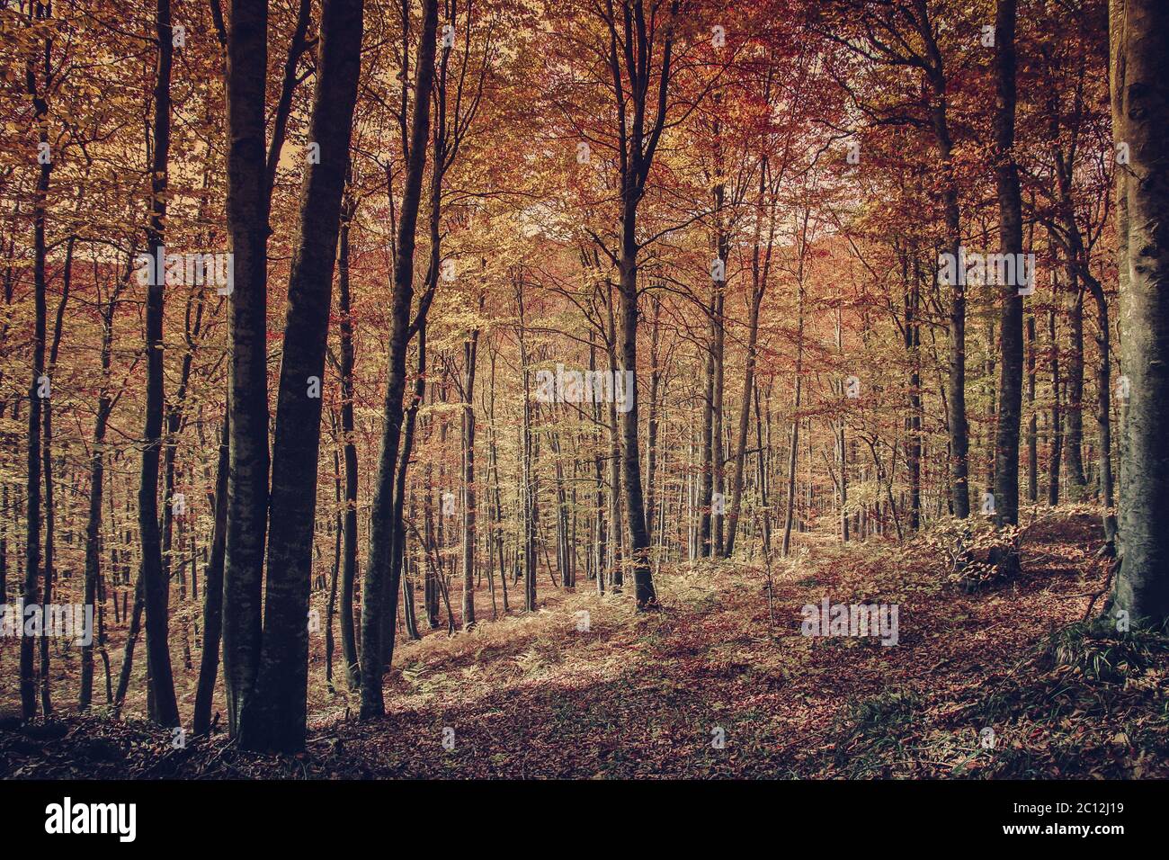 Beautiful autumn forest hi-res stock photography and images - Alamy