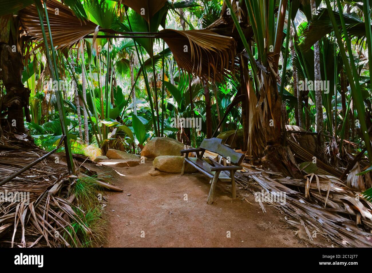 Pathway in jungle - Vallee de Mai - Seychelles Stock Photo
