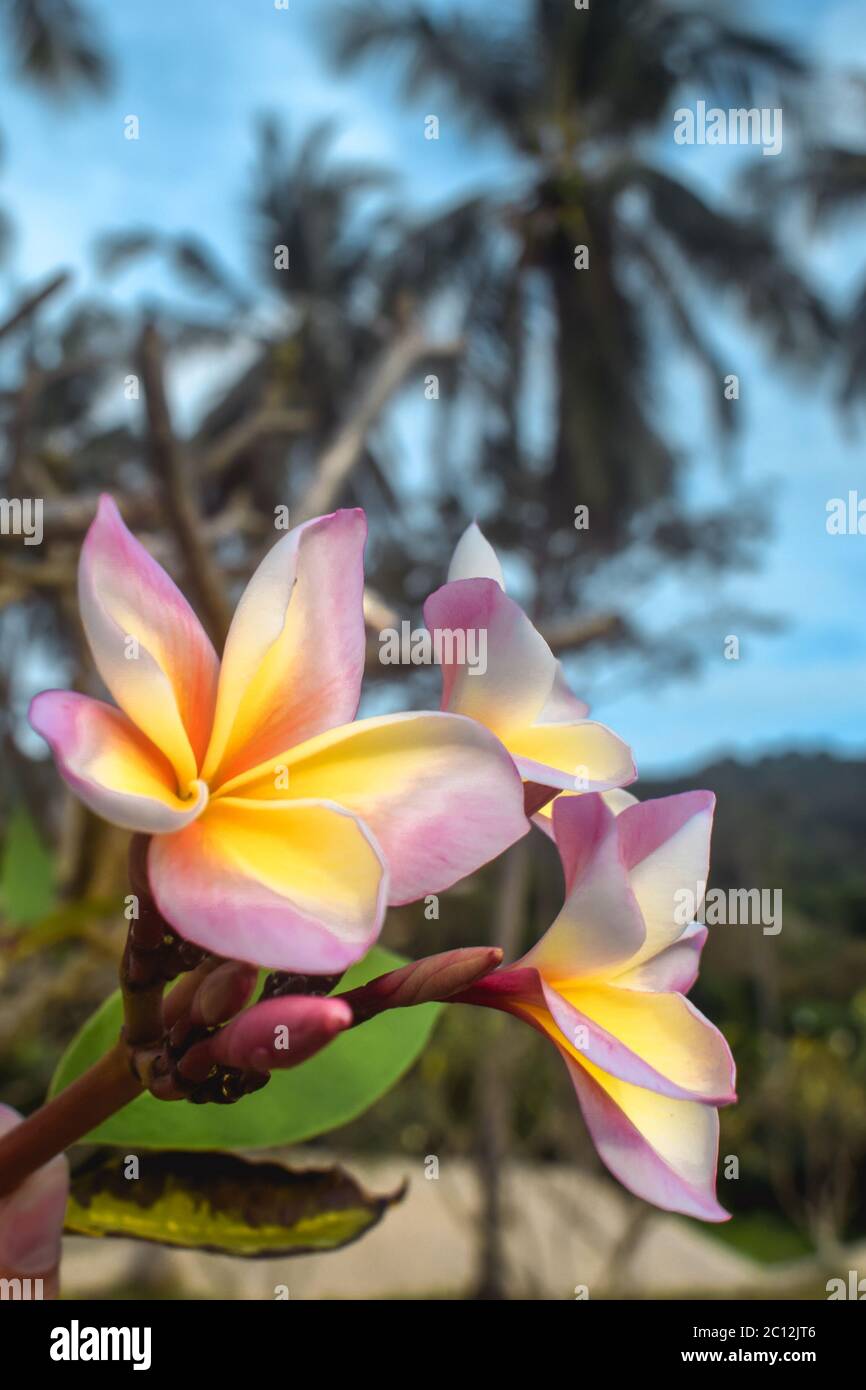 Frangipani Flower Blossoms Blooming On A Beach With Palm Trees Behind