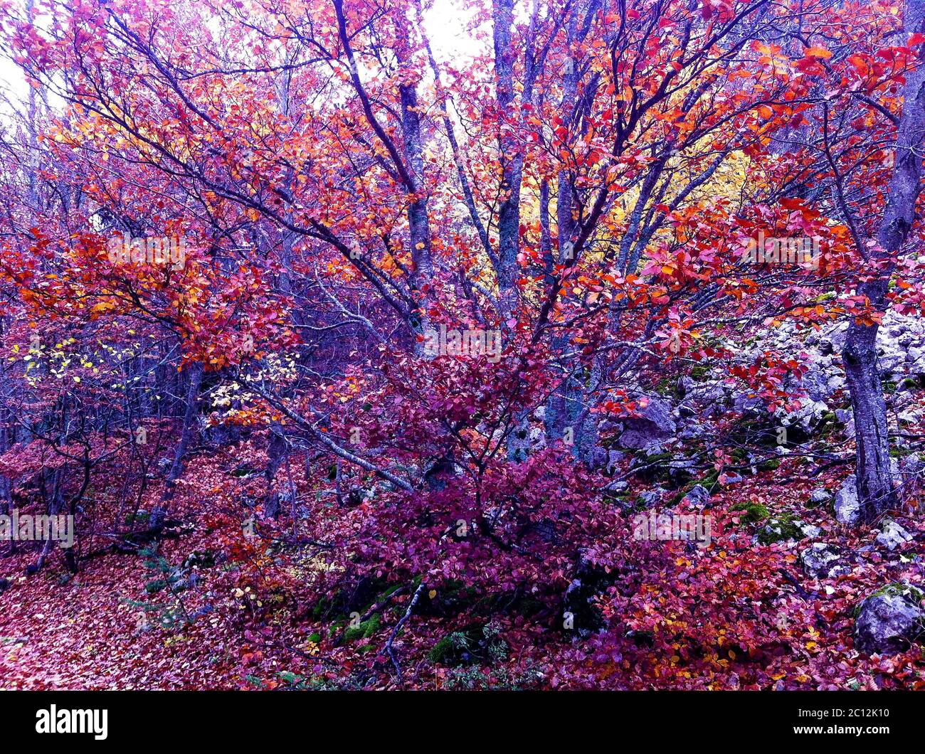 Altered colors hi-res stock photography and images - Alamy