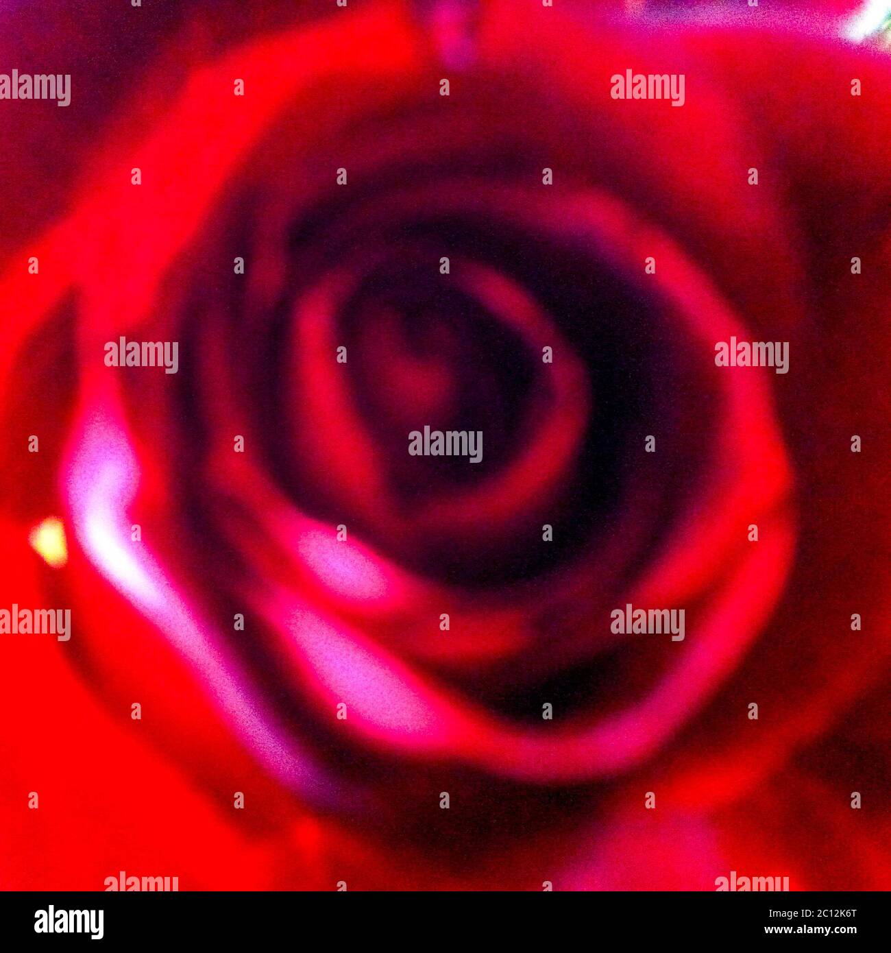 Blurry close-up square photography of a red rose, France Stock Photo ...