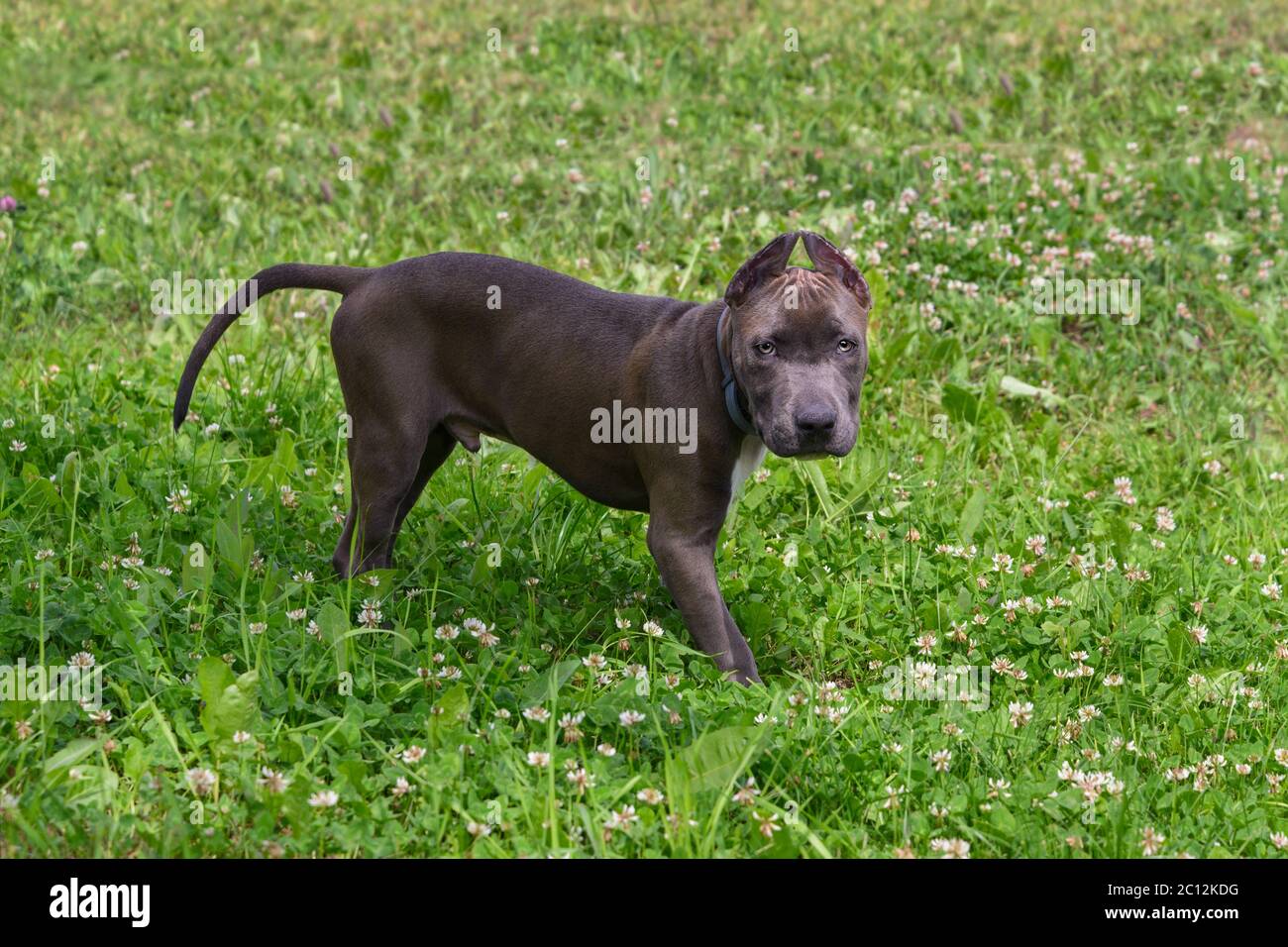 Beautiful puppy American Staffordshire Terrier in the meadow Stock Photo