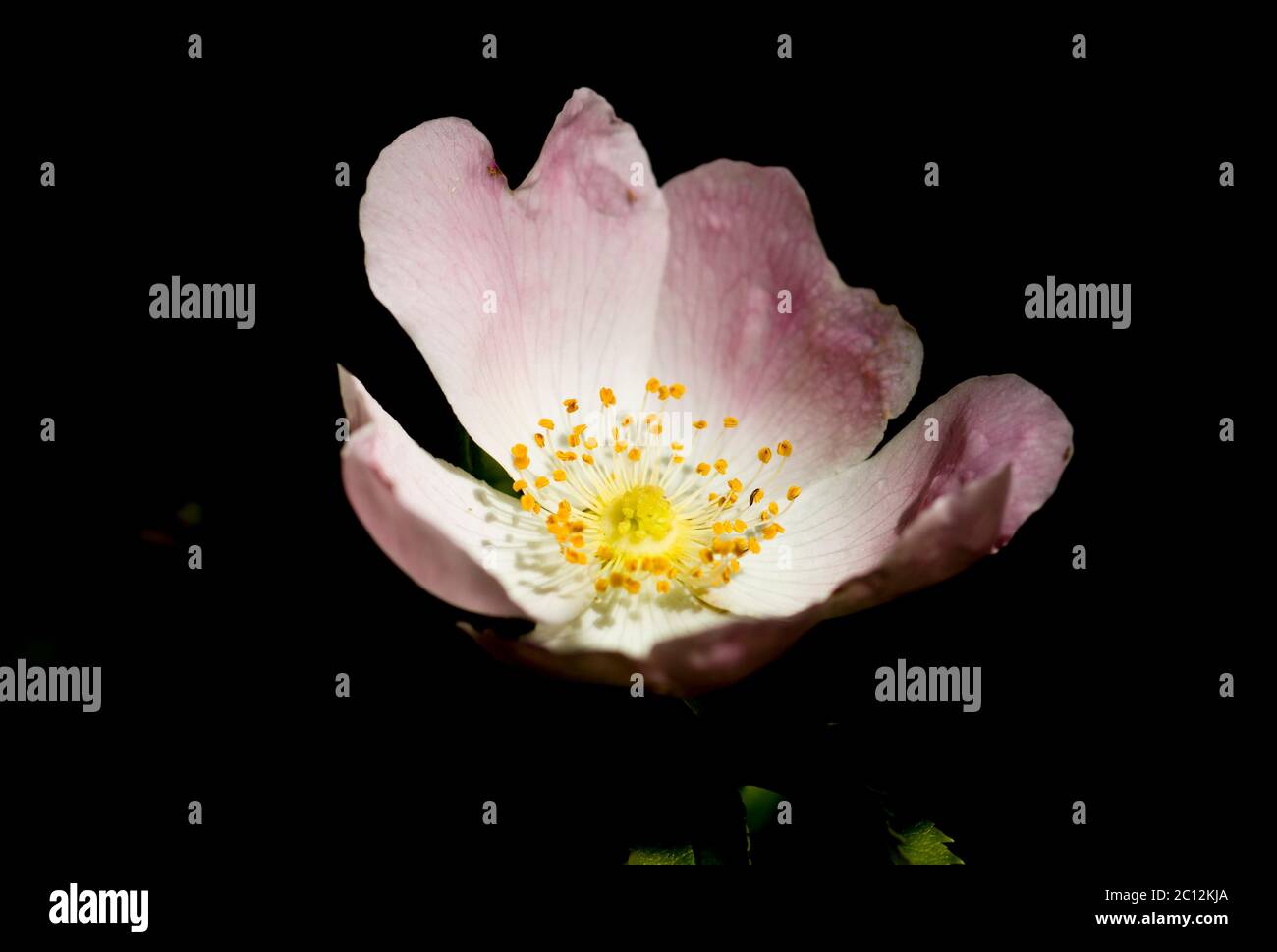 English wild rose species hi-res stock photography and images - Alamy