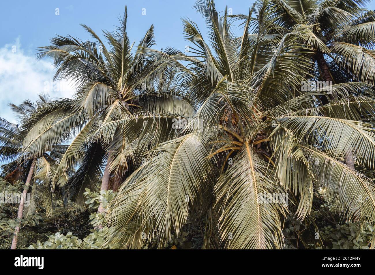 Beautifully green tops of palm trees in El Nido the Philippines Stock Photo