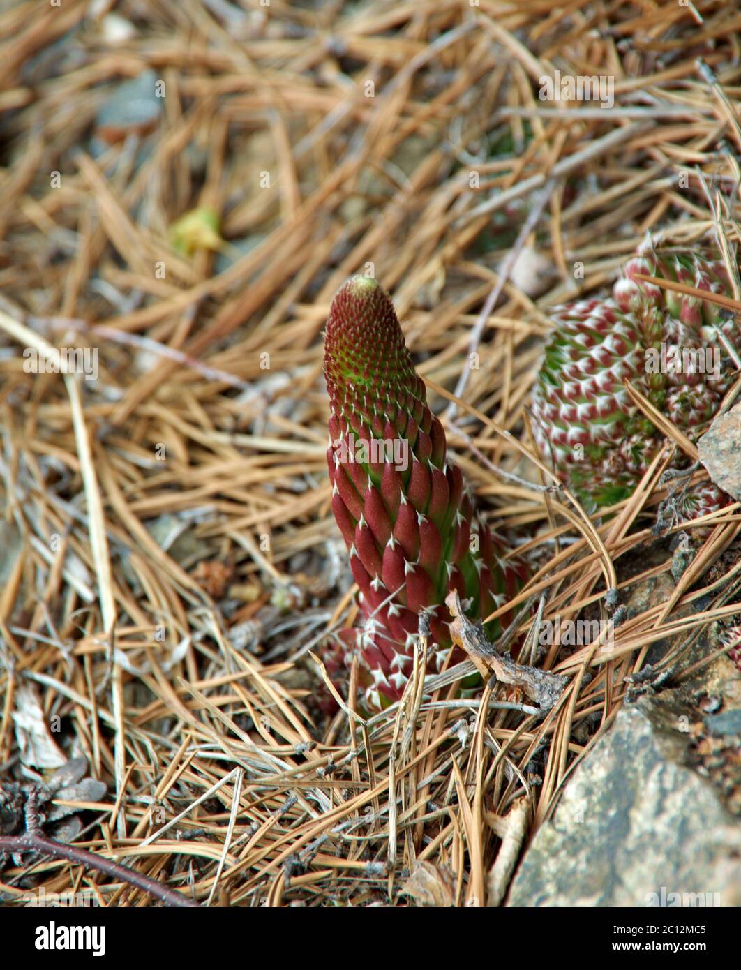 Plant  Orostachys spinosus, Stock Photo