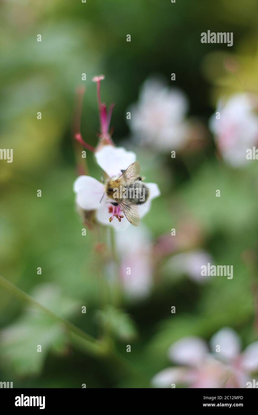 Honeybee. Bee on bigroot geranium (geranium macrorhizum) in the garden Stock Photo