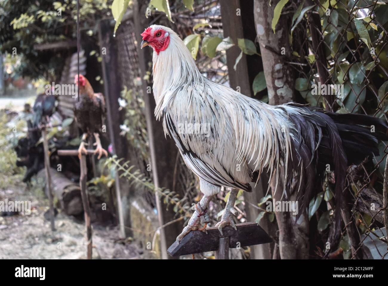 Philippine fight rooster tied down to poles in El Nido Palawan the ...