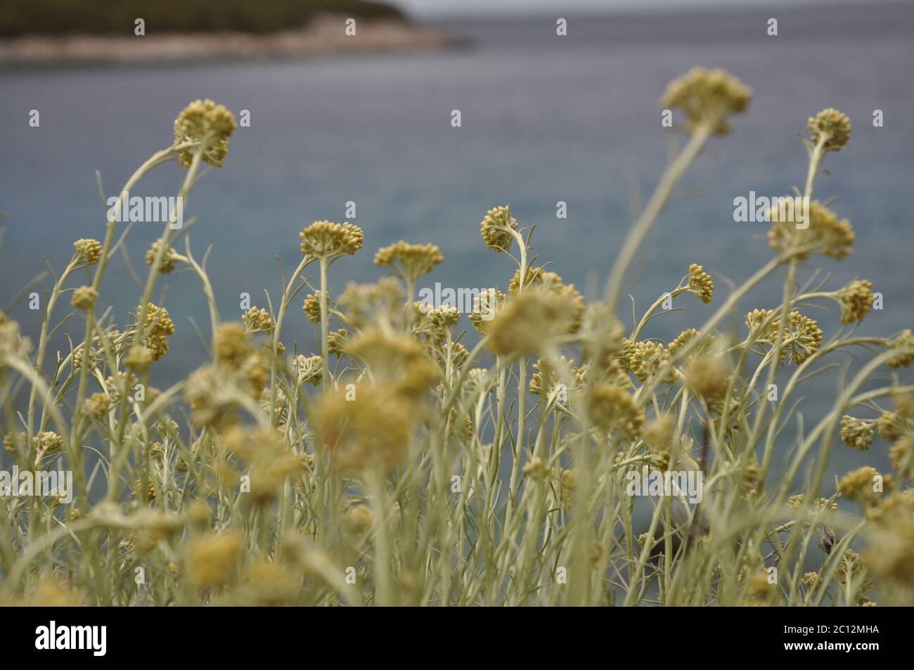 Mediterranean immortelle, helichrysum stoechas, yellow blooming coastal flower on Croatian island Losinj. Immortelle, yellow medicinal plant Stock Photo