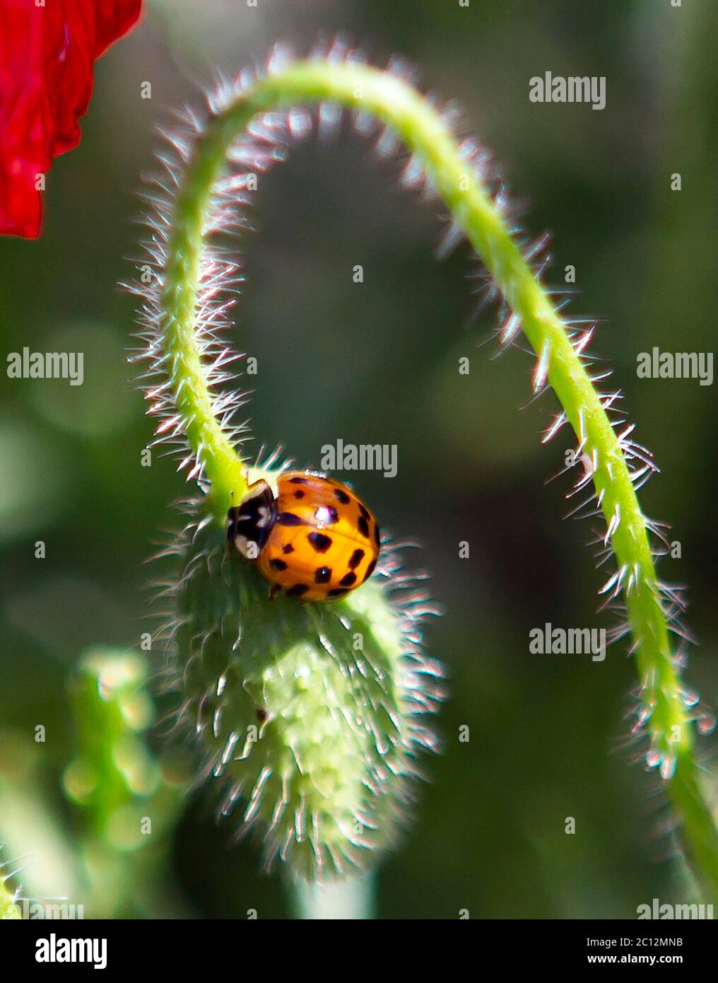 Red poppy with black spots hi-res stock photography and images - Alamy