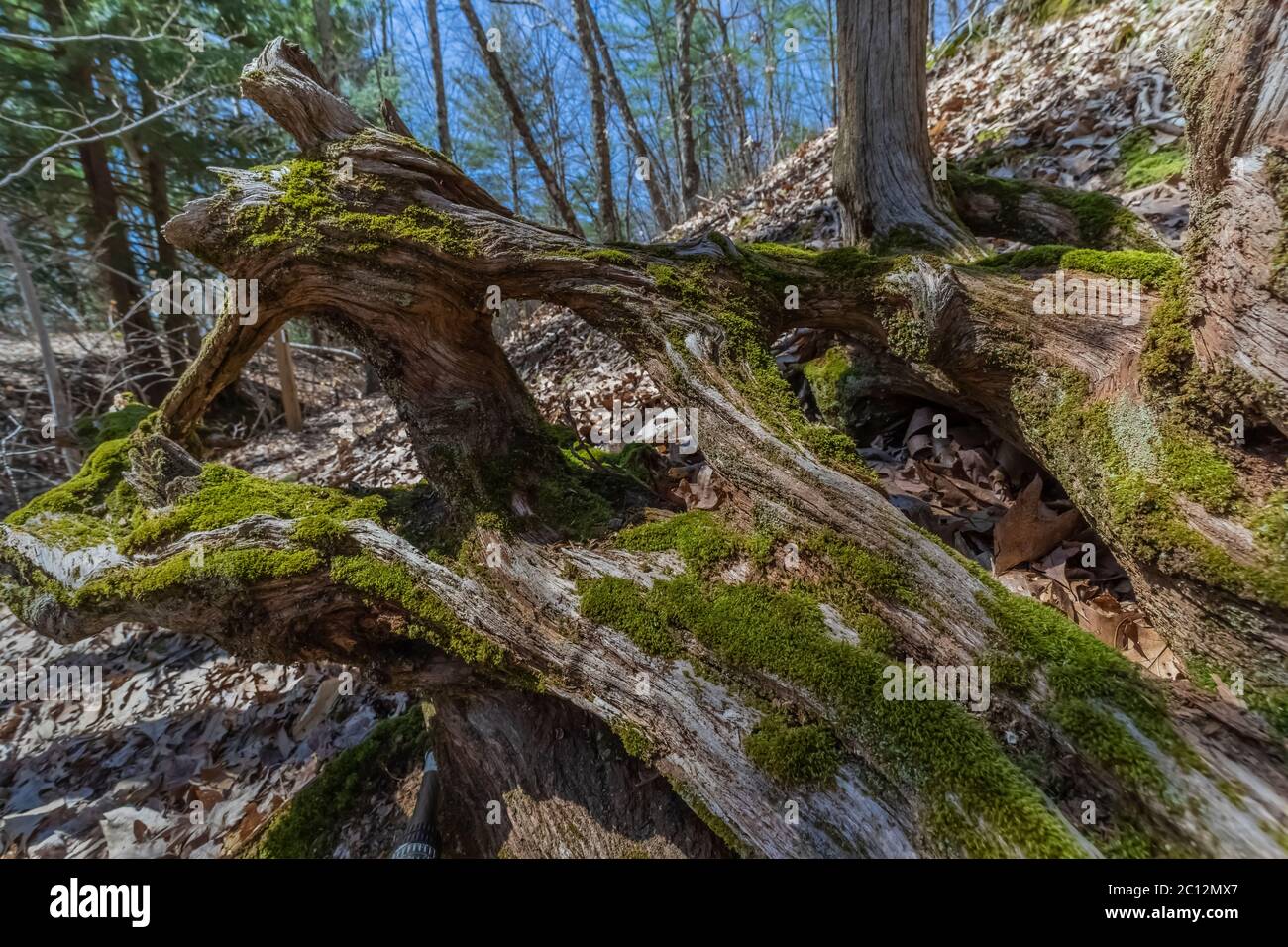 White Pine Tree Michigan High Resolution Stock Photography and Images