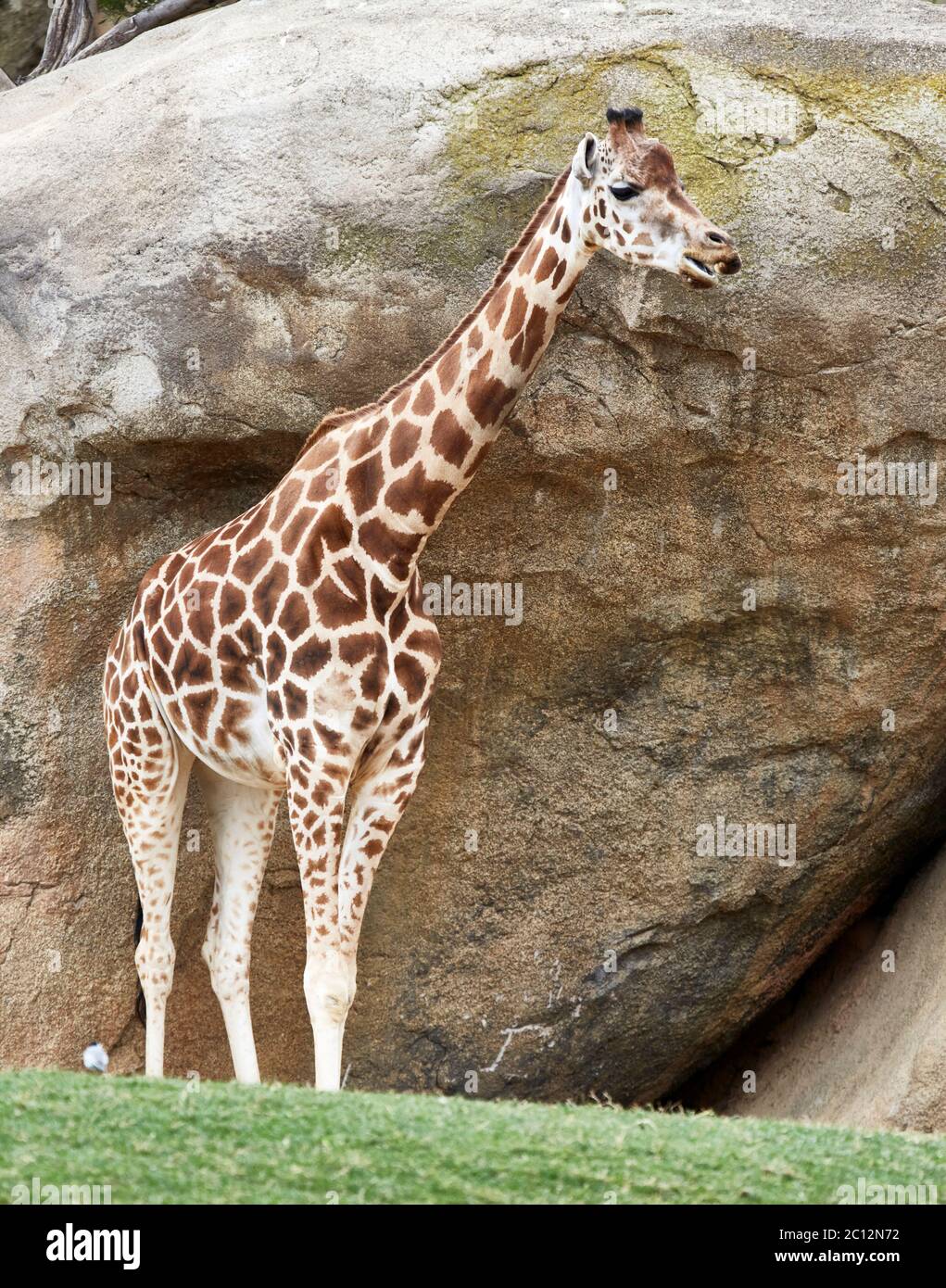 Giraffe (Giraffa),  Bioparc, Valencia, Spain. Stock Photo