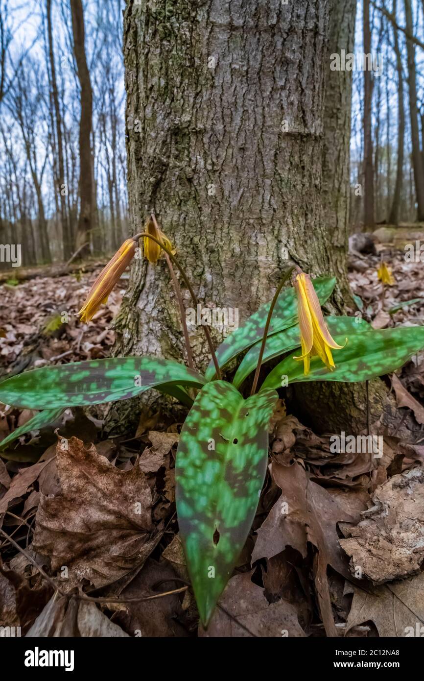 Kent county parks and trails hires stock photography and images Alamy