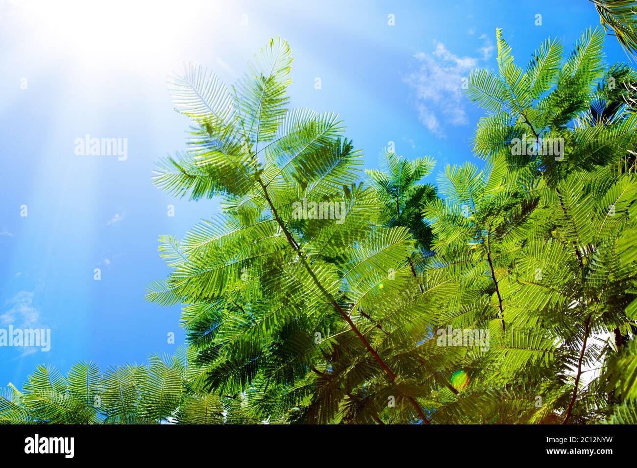 Green leaves and sunlight.. Stock Photo