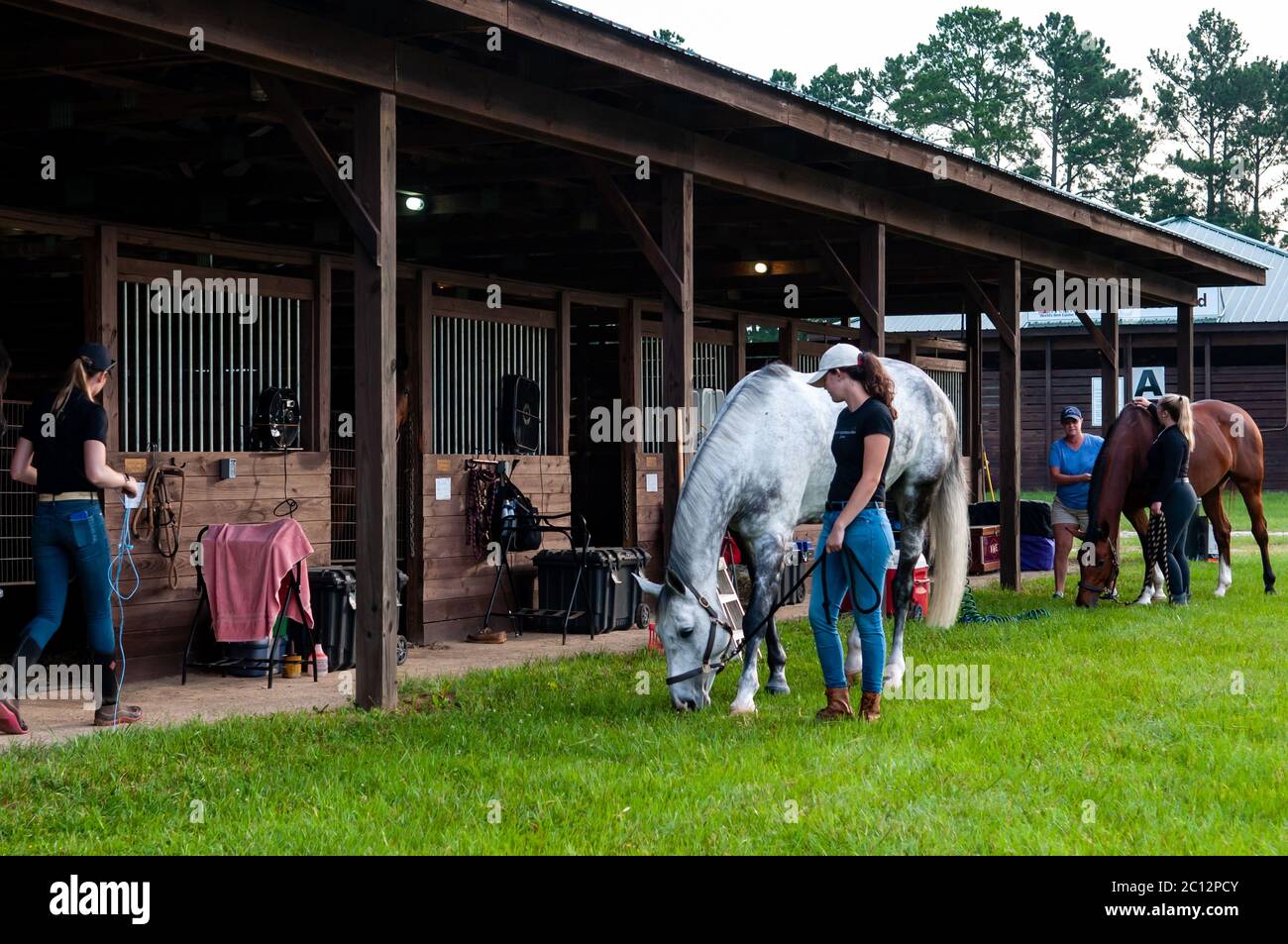 Raeford, North Carolina, USA. 13th June, 2020. June 13, 2020 - Raeford, North Carolina, USA - JORDAN ANDERSON of Mocksville, N.C. leads Mo for a morning walk at the 2020 War Horse Event Series, June 13 at Carolina Horse Park in Raeford, N.C. This was the first competition at the park since the COVID-19 pandemic. Founded in 2013 as the Cabin Branch Event Series, the War Horse Event Series consists of five horse trials and combined tests and attracts riders and their horses from across the eastern United States. Credit: Timothy L. Hale/ZUMA Wire/Alamy Live News Stock Photo